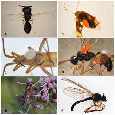 Attēlu rezultāti vaicājumam “Trombidiidae”