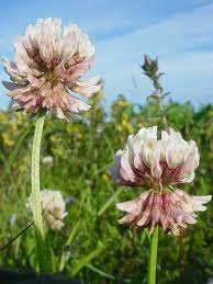 Attēlu rezultāti vaicājumam “Trifolium repens fruit”
