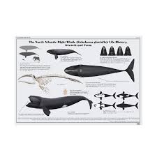 Image result for Eubalaena glacialis