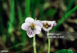 Attēlu rezultāti vaicājumam “Viola palustris flower”
