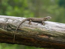 Attēlu rezultāti vaicājumam “Lacerta agilis female”