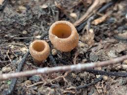 Attēlu rezultāti vaicājumam “Neocudoniella albiceps”