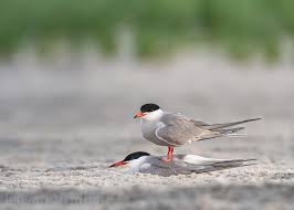 Attēlu rezultāti vaicājumam “Sterna hirundo”