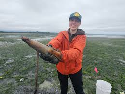 Image result for geoduck