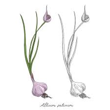 Attēlu rezultāti vaicājumam “Allium sativum bud”
