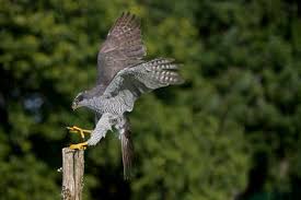 Attēlu rezultāti vaicājumam “Accipiter gentilis adult”