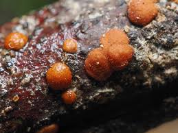 Attēlu rezultāti vaicājumam “Hypocrea rufa”