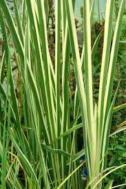 Attēlu rezultāti vaicājumam “Cychramus variegatus”