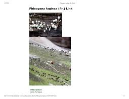 Attēlu rezultāti vaicājumam “Phleogena faginea”