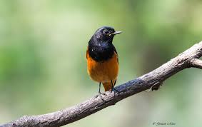 Attēlu rezultāti vaicājumam “Phoenicurus phoenicurus male”