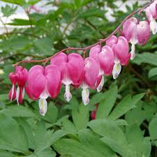 Image result for tränendes Herz