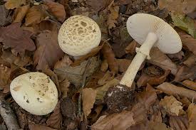 Attēlu rezultāti vaicājumam “Amanita citrina”