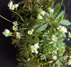 Attēlu rezultāti vaicājumam “Erophila verna leaf”