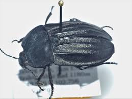 Attēlu rezultāti vaicājumam “Silpha sp.”