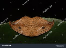 Attēlu rezultāti vaicājumam “Drepana falcataria”