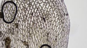 Attēlu rezultāti vaicājumam “Sphagnum palustre sporophyte”