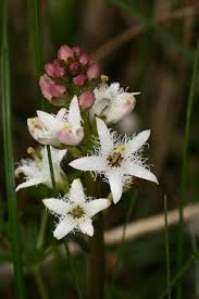 Attēlu rezultāti vaicājumam “Menyanthes trifoliata”