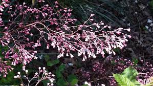 Image result for Heuchera Metallica