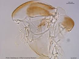 Attēlu rezultāti vaicājumam “Tanytarsus”