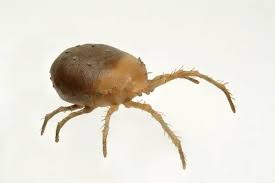 Attēlu rezultāti vaicājumam “Bryobia praetiosa”