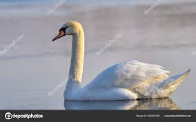 Attēlu rezultāti vaicājumam “Cygnus olor”