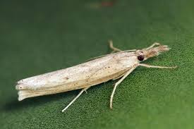 Attēlu rezultāti vaicājumam “Pediasia contaminella”