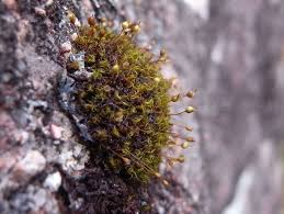Attēlu rezultāti vaicājumam “Cladopodiella fluitans”