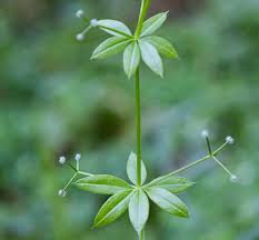 Attēlu rezultāti vaicājumam “Galium triflorum leaf”