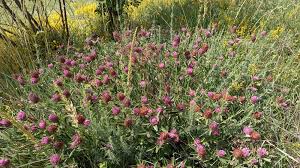Attēlu rezultāti vaicājumam “Trifolium alpestre flower”