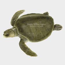 Image result for Lepidochelys olivacea