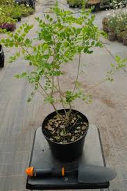 Image result for Colutea x media (arborescens x orientalis)