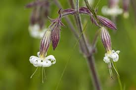 Attēlu rezultāti vaicājumam “Silene nutans flower”