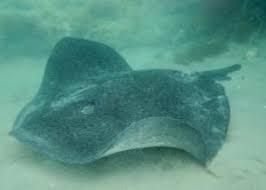 Image result for Bathytoshia brevicaudata