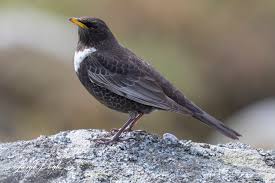 Image result for Turdus torquatus