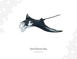 Image result for Mobula alfredi