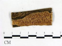 Attēlu rezultāti vaicājumam “Gloeophyllum trabeum”