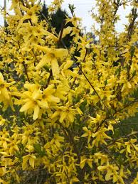 Attēlu rezultāti vaicājumam “Forsythia viridissima flower”