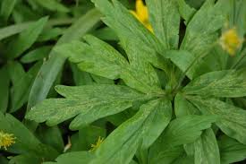 Attēlu rezultāti vaicājumam “Anemone ranunculoides bud”