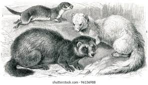 Attēlu rezultāti vaicājumam “Mustela putorius”