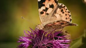 Attēlu rezultāti vaicājumam “Vanessa cardui”