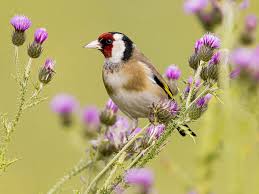 Attēlu rezultāti vaicājumam “Carduelis carduelis”