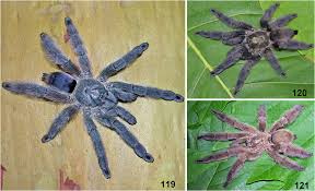 Attēlu rezultāti vaicājumam “Polypogon tentacularius male”