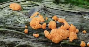 Attēlu rezultāti vaicājumam “Dictydiaethalium plumbeum macro”