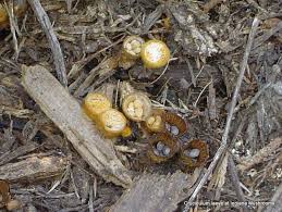 Attēlu rezultāti vaicājumam “Crucibulum laeve”