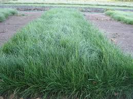 Attēlu rezultāti vaicājumam “Festuca rubra subsp. rubra”