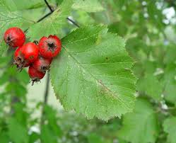 Attēlu rezultāti vaicājumam “Crataegus”