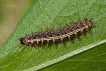 Attēlu rezultāti vaicājumam “Argynnis paphia larva”