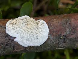 Attēlu rezultāti vaicājumam “Antrodia macra”