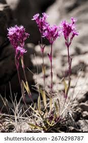 Attēlu rezultāti vaicājumam “Silene viscaria bud”