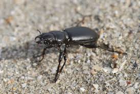 Attēlu rezultāti vaicājumam “Broscus cephalotes”